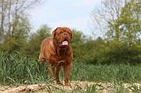 DOGUE DE BORDEAUX 017